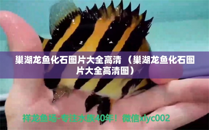 巢湖龍魚化石圖片大全高清 （巢湖龍魚化石圖片大全高清圖） 觀賞魚市場（混養(yǎng)魚） 第1張