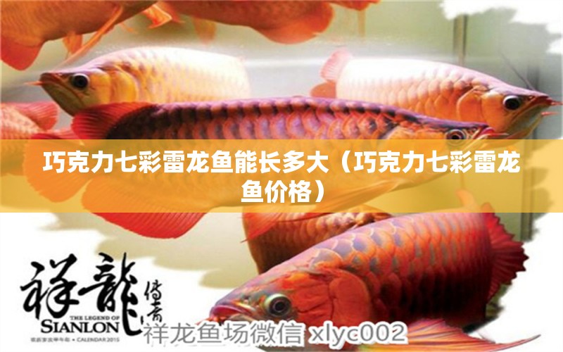 巧克力七彩雷龍魚(yú)能長(zhǎng)多大（巧克力七彩雷龍魚(yú)價(jià)格） 廣州龍魚(yú)批發(fā)市場(chǎng)