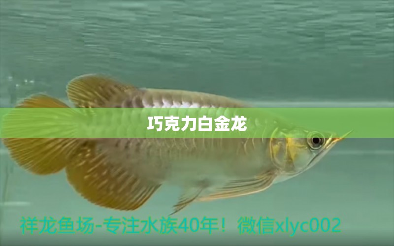 巧克力白金龍 一眉道人魚苗 第2張