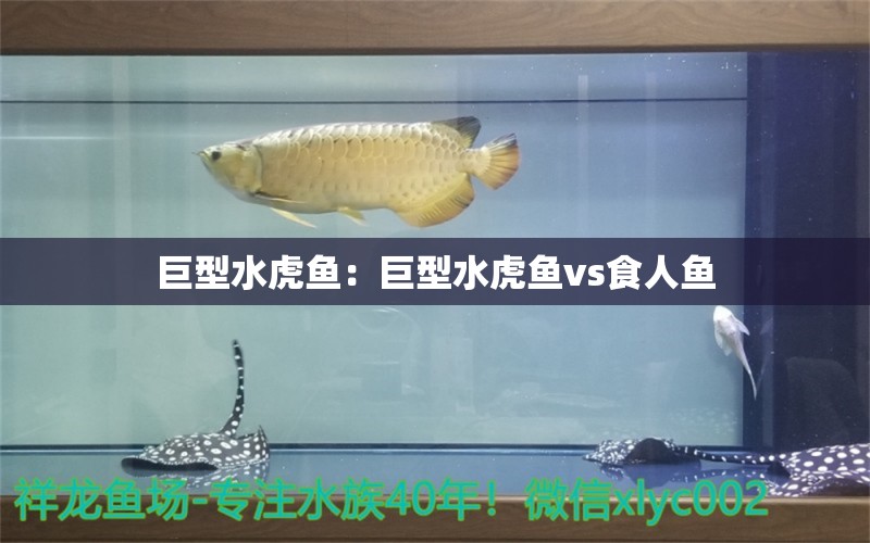 巨型水虎魚：巨型水虎魚vs食人魚