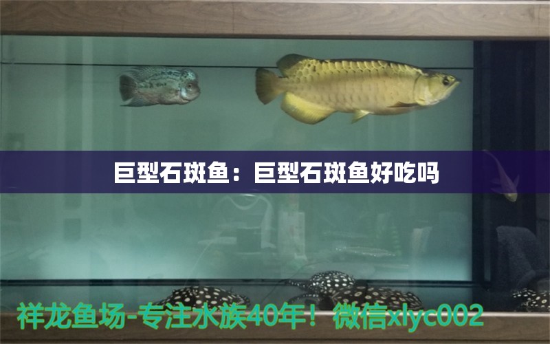 巨型石斑魚：巨型石斑魚好吃嗎