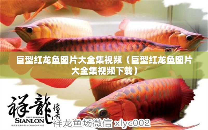 巨型紅龍魚圖片大全集視頻（巨型紅龍魚圖片大全集視頻下載）