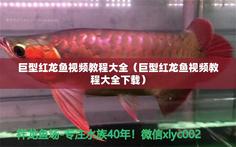 巨型紅龍魚視頻教程大全（巨型紅龍魚視頻教程大全下載）