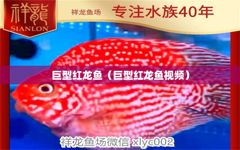 巨型紅龍魚（巨型紅龍魚視頻） 廣州龍魚批發(fā)市場