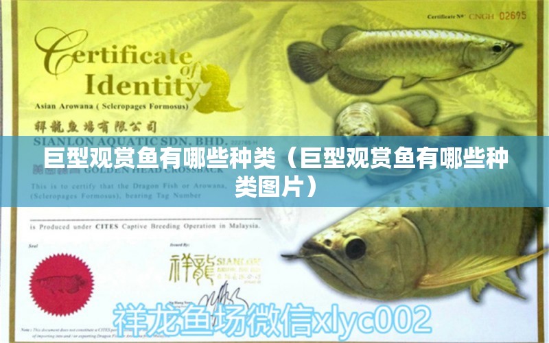 巨型觀賞魚有哪些種類（巨型觀賞魚有哪些種類圖片）