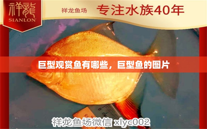 巨型觀賞魚有哪些，巨型魚的圖片 養(yǎng)魚知識 第1張