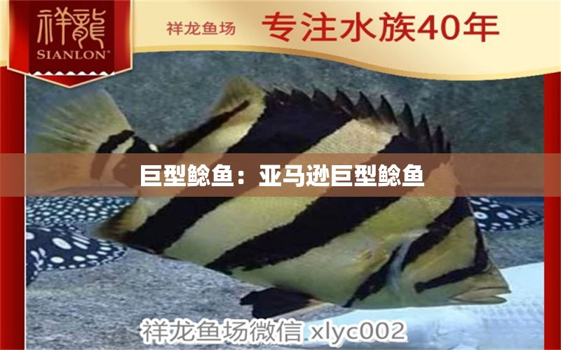 巨型鯰魚(yú)：亞馬遜巨型鯰魚(yú)