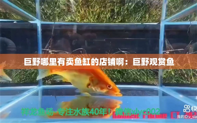 巨野哪里有賣魚缸的店鋪?。壕抟坝^賞魚