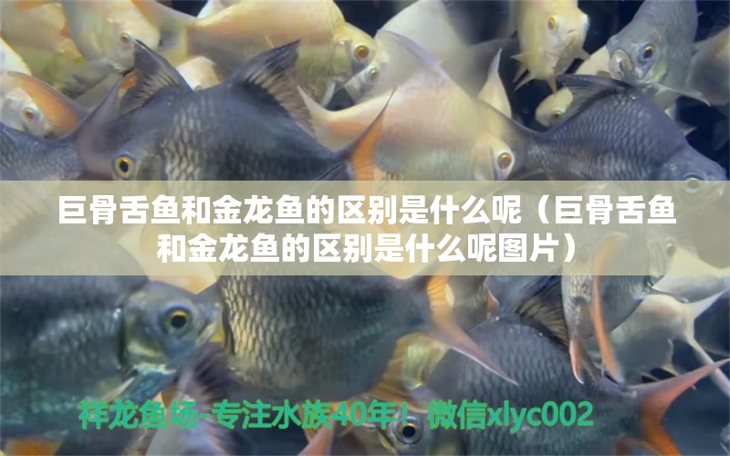 巨骨舌魚和金龍魚的區(qū)別是什么呢（巨骨舌魚和金龍魚的區(qū)別是什么呢圖片）