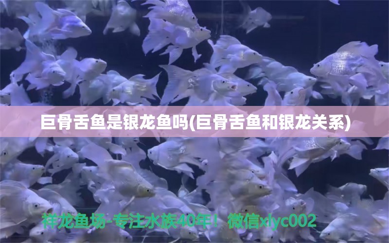 巨骨舌魚(yú)是銀龍魚(yú)嗎(巨骨舌魚(yú)和銀龍關(guān)系)