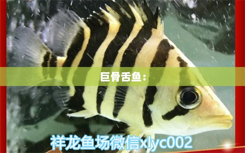 巨骨舌魚： 巨骨舌魚