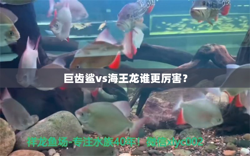 巨齒鯊vs海王龍誰更厲害？