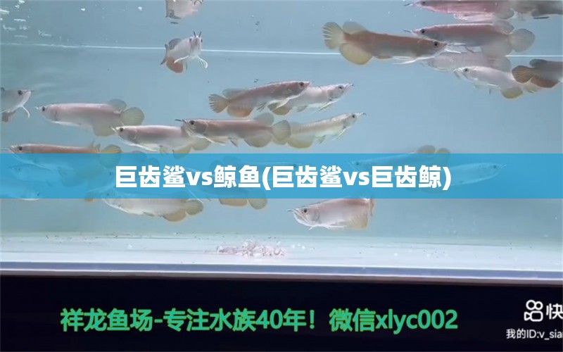 巨齒鯊vs鯨魚(巨齒鯊vs巨齒鯨)