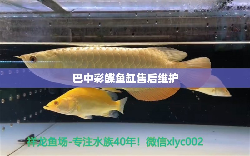 巴中彩鰈魚(yú)缸售后維護(hù)