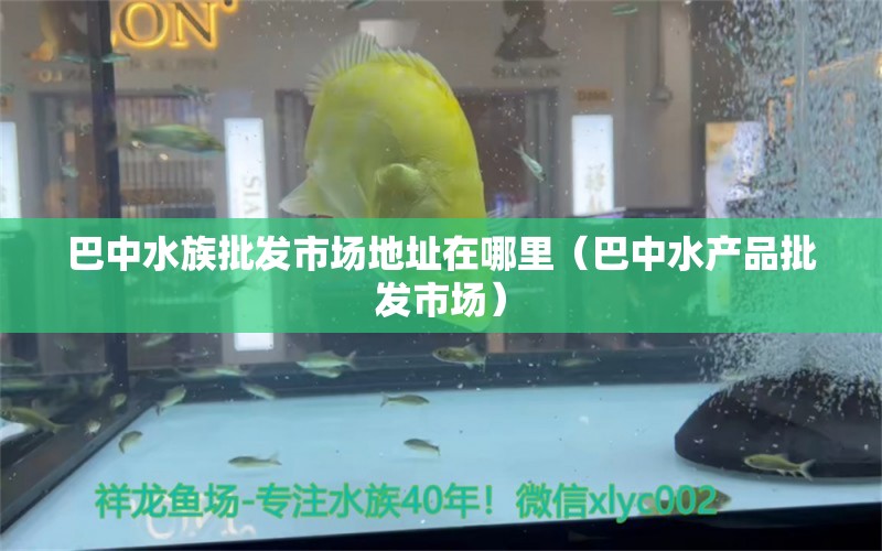 巴中水族批發(fā)市場(chǎng)地址在哪里（巴中水產(chǎn)品批發(fā)市場(chǎng)） 慈雕魚