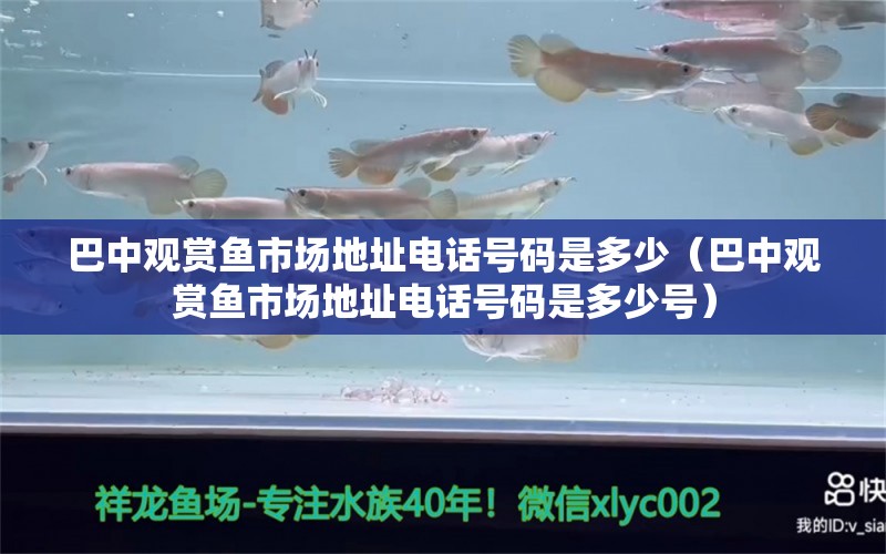 巴中觀賞魚(yú)市場(chǎng)地址電話號(hào)碼是多少（巴中觀賞魚(yú)市場(chǎng)地址電話號(hào)碼是多少號(hào)） 觀賞魚(yú)市場(chǎng)（混養(yǎng)魚(yú)）