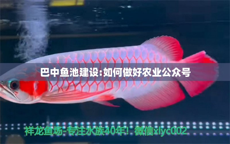 巴中魚池建設:如何做好農業(yè)公眾號 錦鯉池魚池建設 第1張