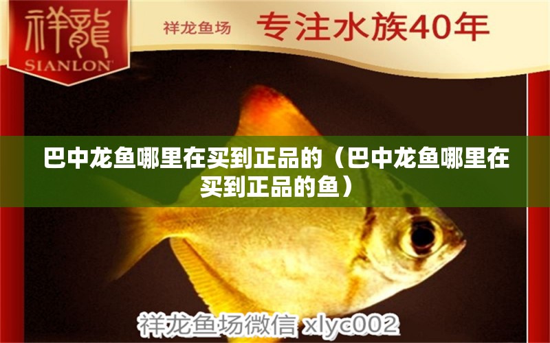 巴中龍魚哪里在買到正品的（巴中龍魚哪里在買到正品的魚）