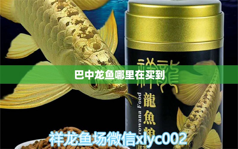 巴中龍魚哪里在買到