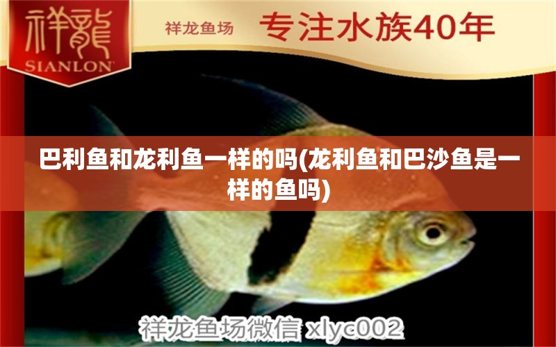 巴利魚和龍利魚一樣的嗎(龍利魚和巴沙魚是一樣的魚嗎)