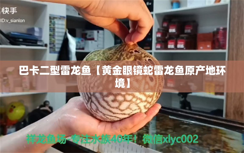 巴卡二型雷龍魚【黃金眼鏡蛇雷龍魚原產(chǎn)地環(huán)境】 黃金眼鏡蛇雷龍魚