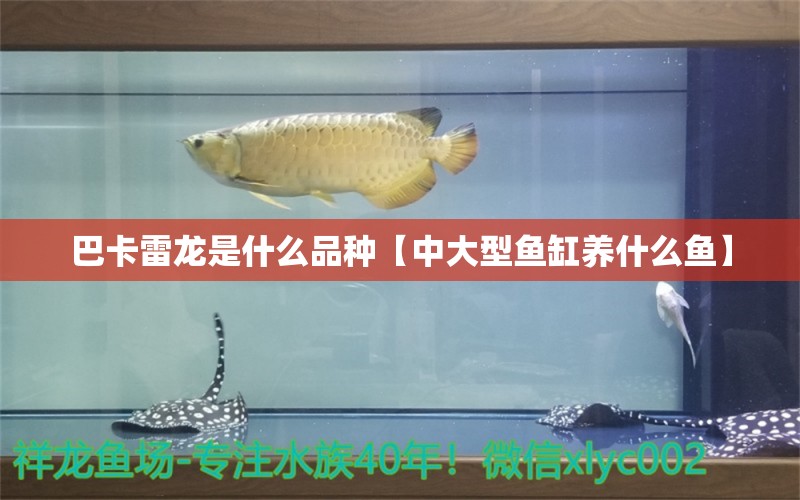 巴卡雷龍是什么品種【中大型魚缸養(yǎng)什么魚】 巴卡雷龍魚