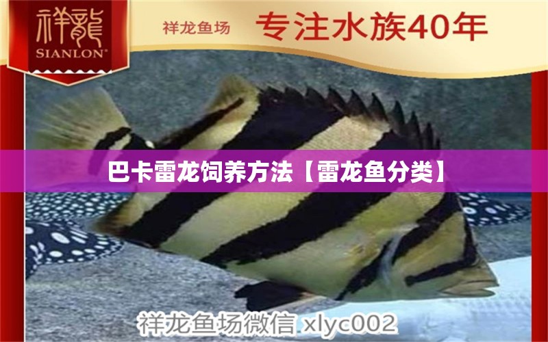 巴卡雷龍飼養(yǎng)方法【雷龍魚分類】