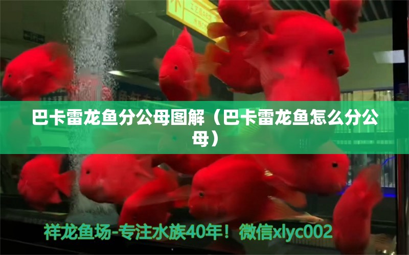 巴卡雷龍魚分公母圖解（巴卡雷龍魚怎么分公母）