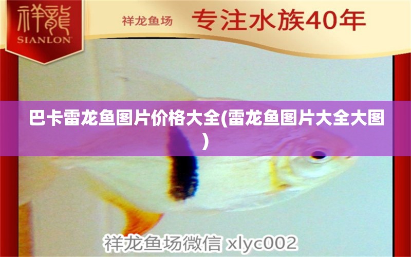 巴卡雷龍魚圖片價(jià)格大全(雷龍魚圖片大全大圖) 巴卡雷龍魚