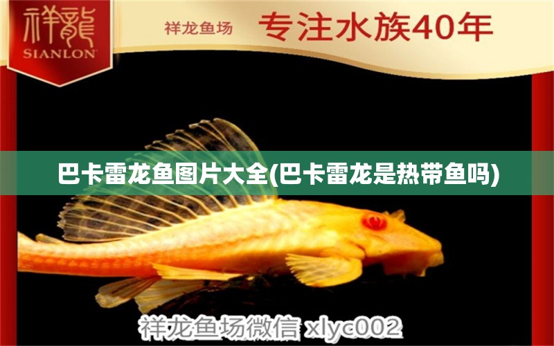 巴卡雷龍魚(yú)圖片大全(巴卡雷龍是熱帶魚(yú)嗎)