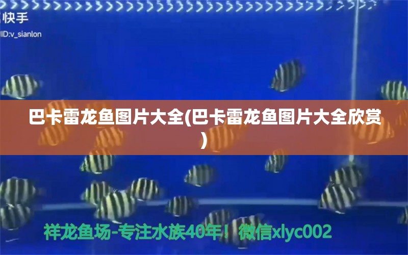 巴卡雷龍魚(yú)圖片大全(巴卡雷龍魚(yú)圖片大全欣賞) 巴卡雷龍魚(yú)