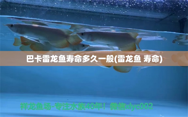 巴卡雷龍魚壽命多久一般(雷龍魚 壽命)