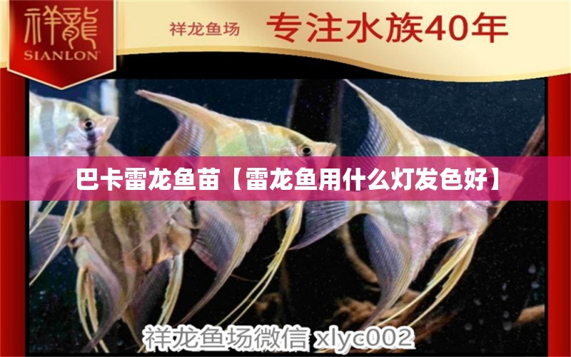 巴卡雷龍魚苗【雷龍魚用什么燈發(fā)色好】