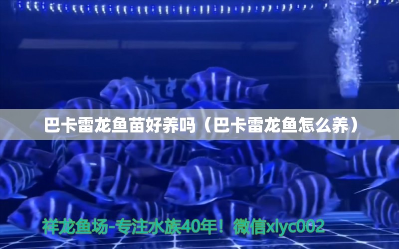 巴卡雷龍魚苗好養(yǎng)嗎（巴卡雷龍魚怎么養(yǎng)） 巴卡雷龍魚