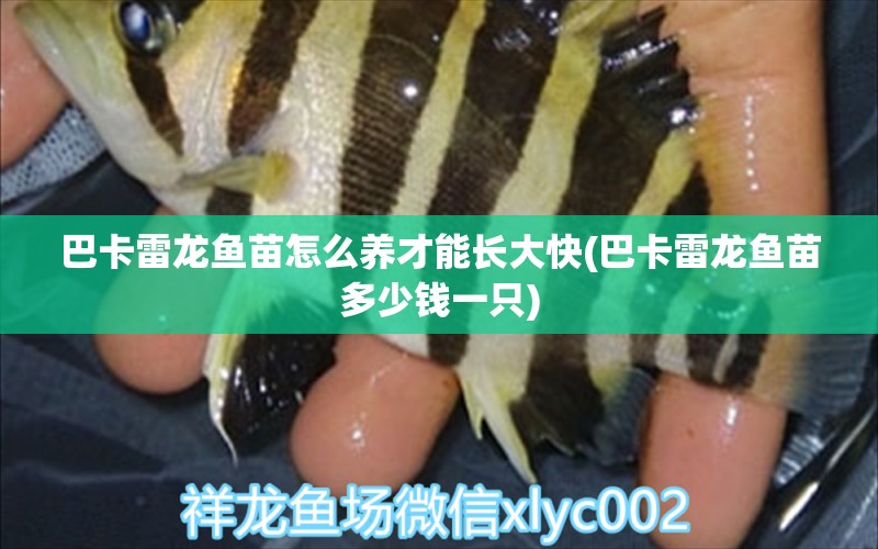 巴卡雷龍魚苗怎么養(yǎng)才能長(zhǎng)大快(巴卡雷龍魚苗多少錢一只) 巴卡雷龍魚