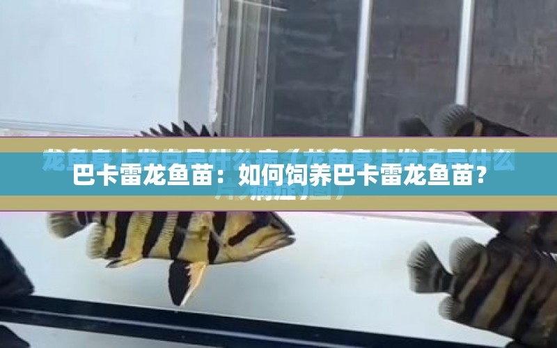 巴卡雷龍魚苗：如何飼養(yǎng)巴卡雷龍魚苗？ 水族問答