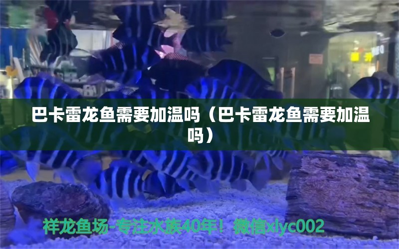 巴卡雷龍魚需要加溫嗎（巴卡雷龍魚需要加溫嗎）