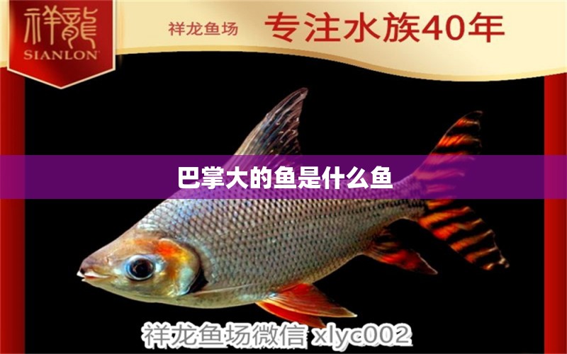 巴掌大的魚是什么魚 白玉紅龍魚 第1張