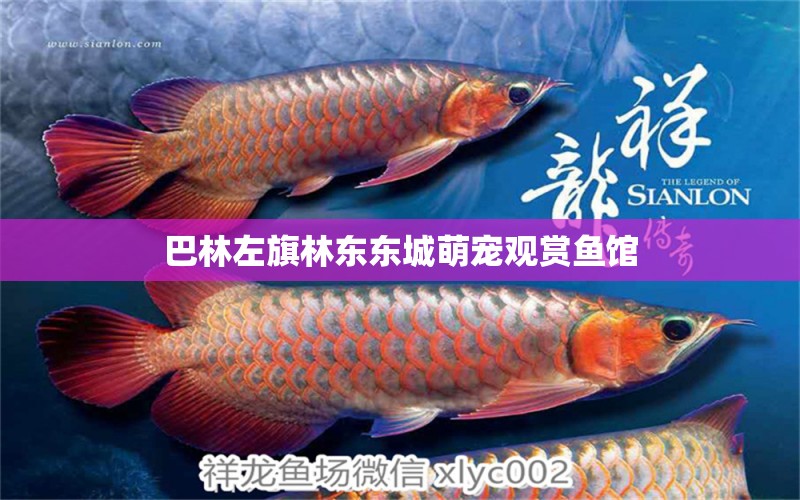 巴林左旗林東東城萌寵觀賞魚館