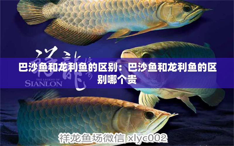 巴沙魚和龍利魚的區(qū)別：巴沙魚和龍利魚的區(qū)別哪個(gè)貴 星點(diǎn)金龍魚