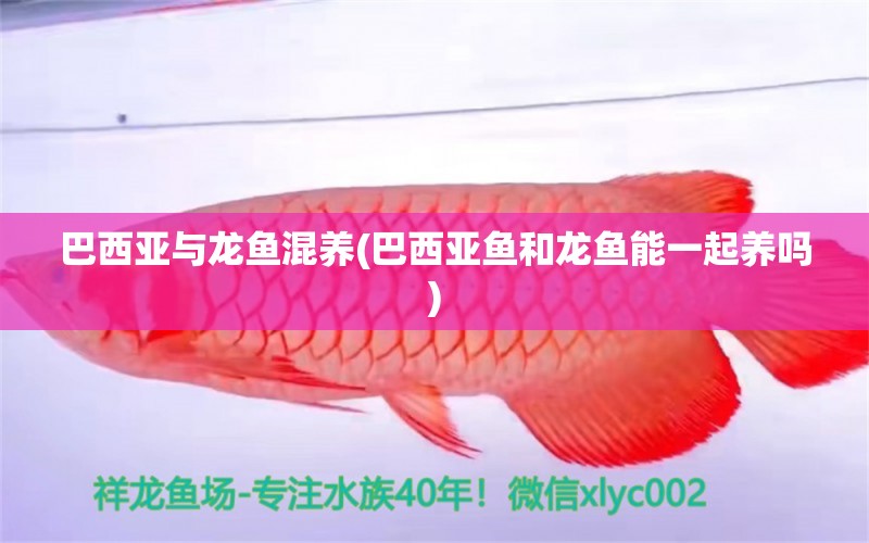 巴西亞與龍魚混養(yǎng)(巴西亞魚和龍魚能一起養(yǎng)嗎) 巴西亞魚