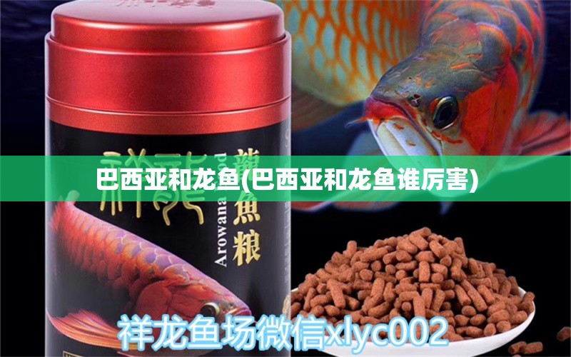 巴西亞和龍魚(巴西亞和龍魚誰厲害) 巴西亞魚