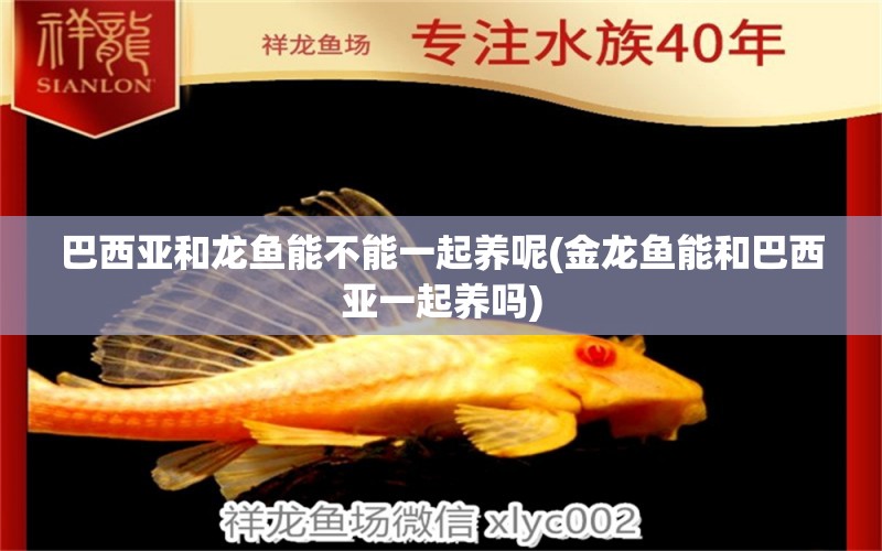 巴西亞和龍魚(yú)能不能一起養(yǎng)呢(金龍魚(yú)能和巴西亞一起養(yǎng)嗎) 巴西亞魚(yú)