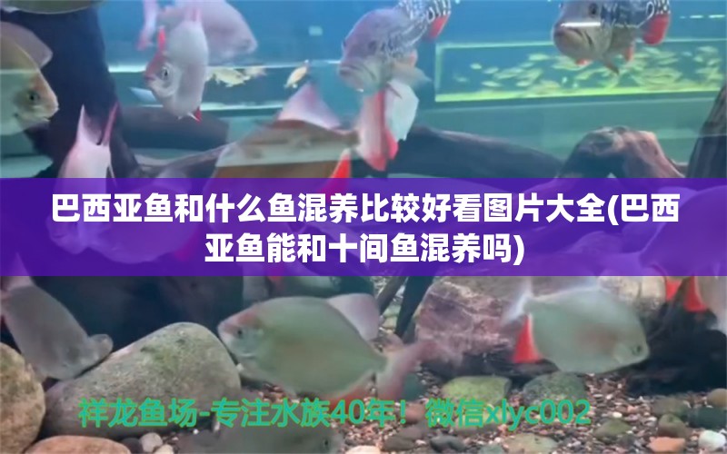 巴西亞魚和什么魚混養(yǎng)比較好看圖片大全(巴西亞魚能和十間魚混養(yǎng)嗎) 巴西亞魚