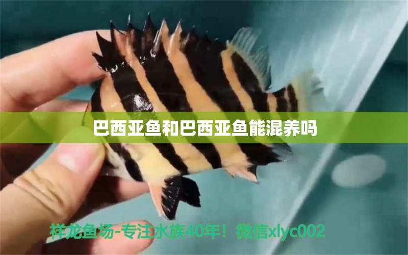 巴西亞魚和巴西亞魚能混養(yǎng)嗎 巴西亞魚