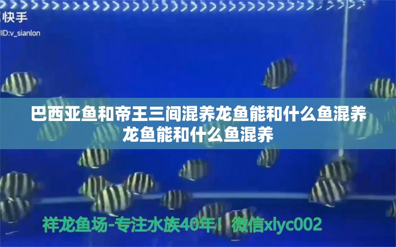 巴西亞魚和帝王三間混養(yǎng)龍魚能和什么魚混養(yǎng)龍魚能和什么魚混養(yǎng) 巴西亞魚