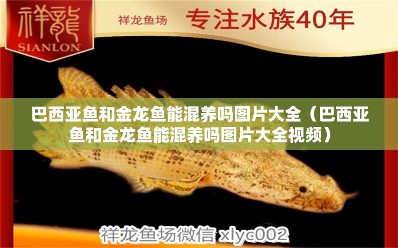 巴西亞魚和金龍魚能混養(yǎng)嗎圖片大全（巴西亞魚和金龍魚能混養(yǎng)嗎圖片大全視頻） 巴西亞魚