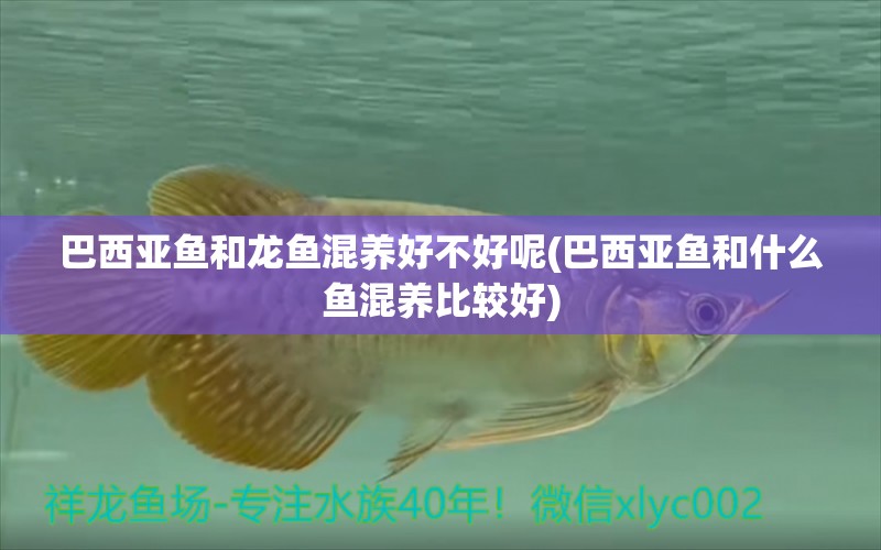 巴西亞魚和龍魚混養(yǎng)好不好呢(巴西亞魚和什么魚混養(yǎng)比較好) 巴西亞魚