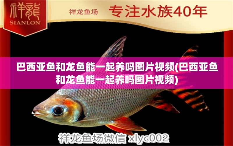 巴西亞魚和龍魚能一起養(yǎng)嗎圖片視頻(巴西亞魚和龍魚能一起養(yǎng)嗎圖片視頻) 巴西亞魚