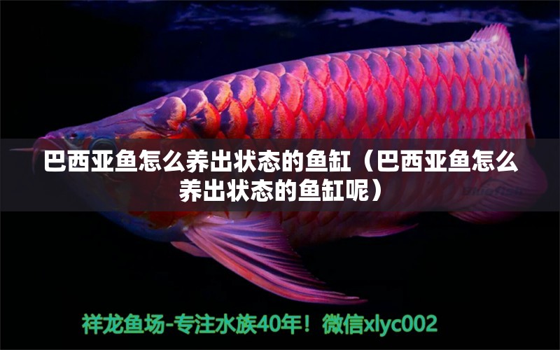 巴西亞魚(yú)怎么養(yǎng)出狀態(tài)的魚(yú)缸（巴西亞魚(yú)怎么養(yǎng)出狀態(tài)的魚(yú)缸呢） 巴西亞魚(yú)